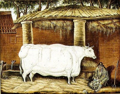 Primitiver Ochse von English School