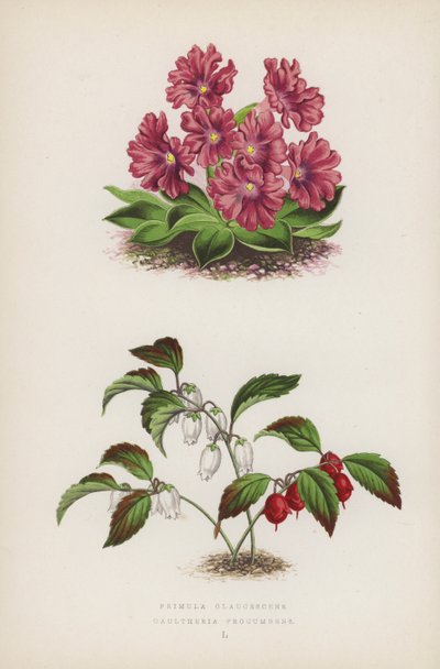 Primula Glaucescens; Gaultheria Procumbens von English School