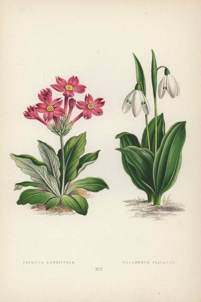 Primula Longifolia; Galanthus Plicatus von English School