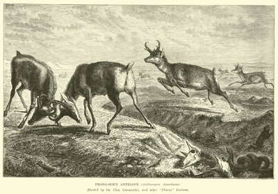 Gabelbock-Antilope, Antilocapra Americana von English School