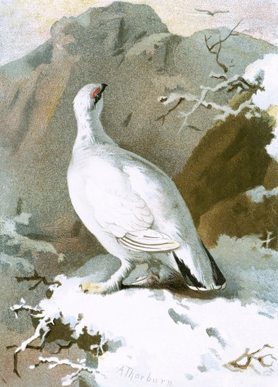 Schneehuhn von English School