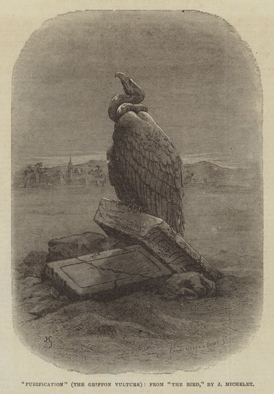 "Reinigung" (Der Gänsegeier), aus "Der Vogel" von J. Michelet von English School