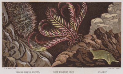 Purpurspitzen-Seeigel, Rosiger Federstern, Sternchen von English School