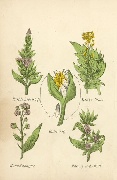 Blutweiderich, Skorbutkraut, Seerose, Hundszunge, Mauerpfeffer (Farblithografie) von English School