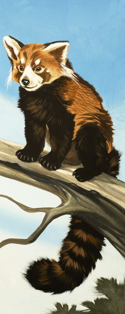 Waschbär von English School