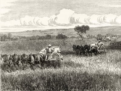 Ernte in Süd-Adelaide, ca. 1880, aus 