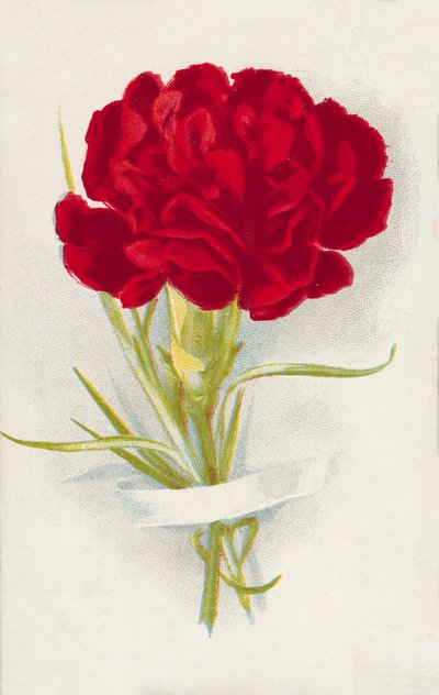 Rote Nelke von English School