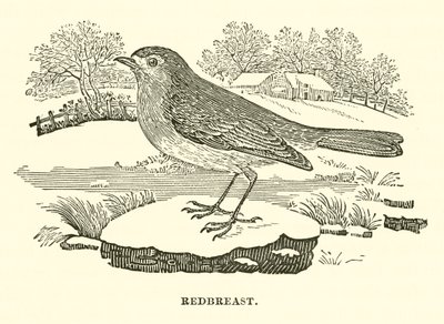 Rotkehlchen (Gravur) von English School