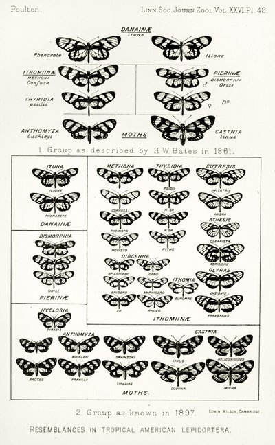 Ähnlichkeiten in tropischen amerikanischen Schmetterlingen, Illustration aus The Hope Reports, Bd. II, 1897-1900, herausgegeben von Edward B. Poulton, Oxford, 1901 von English School