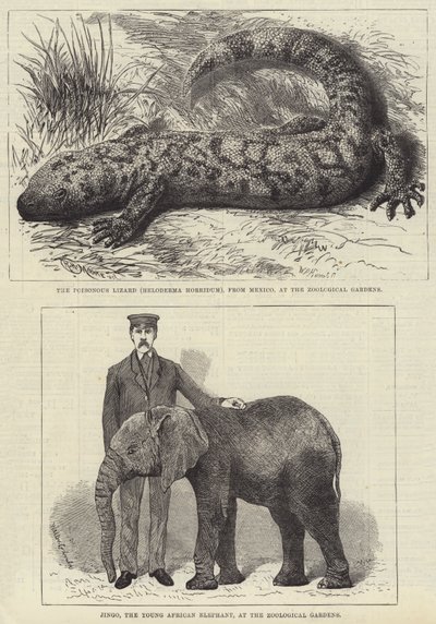 Bewohner des Londoner Zoos (Stich) von English School