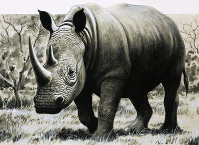 Nashorn von English School