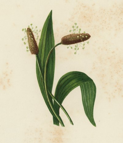 Spitzwegerich, Plantago Lanceolata von English School