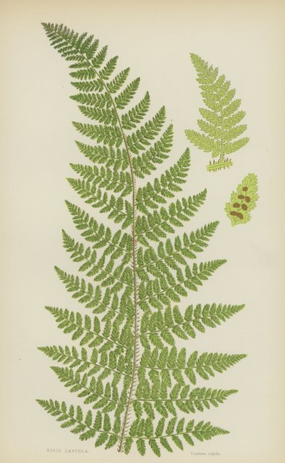 Steifer Wurmfarn (Farblithografie) von English School