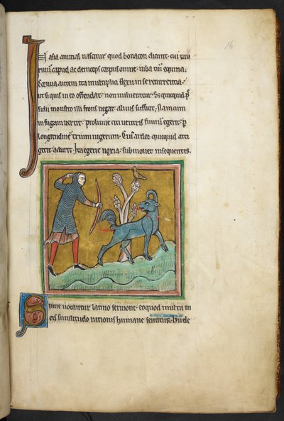 Ein Jäger, der einen Pfeil auf ein Tier schießt, aus Bestiarium (ff. 3-141), Lapidarium (ff. 141v-149), 2. Viertel des 13. Jahrhunderts von English School