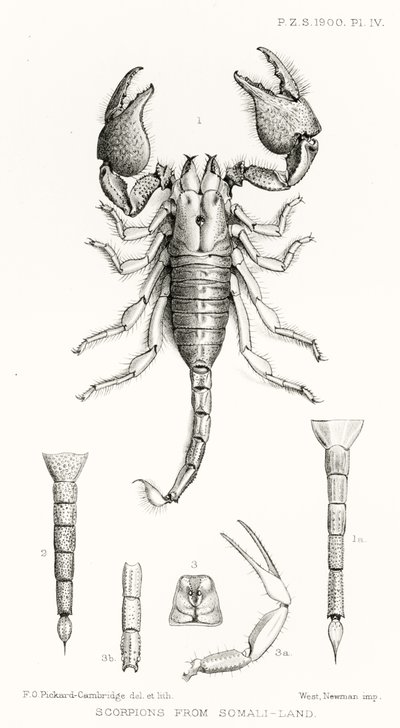 Skorpione aus Somaliland, Illustration aus The Hope Reports, Bd. II, 1897-1900, herausgegeben von Edward B. Poulton, Oxford, 1901 von English School
