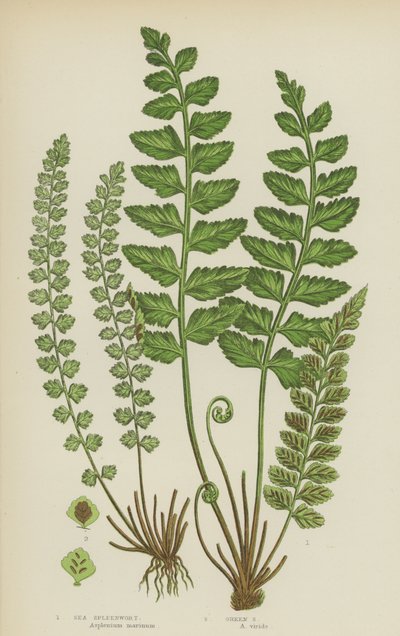Meeres-Milzfarn, Grüner Milzfarn von English School