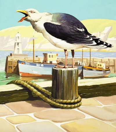 Möwe, Illustration aus 