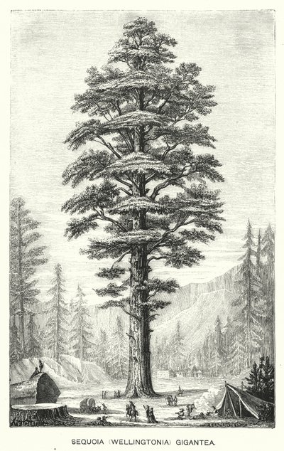 Sequoia (Wellingtonia) Gigantea (Gravur) von English School