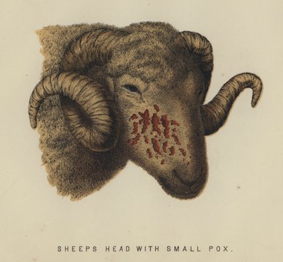 Schafskopf mit Pocken (Farblithografie) von English School