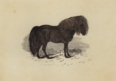 Shetlandpony von English School
