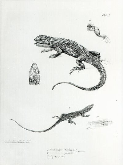Schindelleguan, Illustration aus 