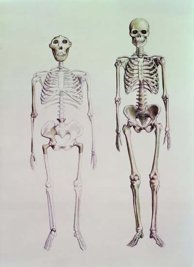 Skelette von Australopithecus Boisei und Homo Sapiens von English School