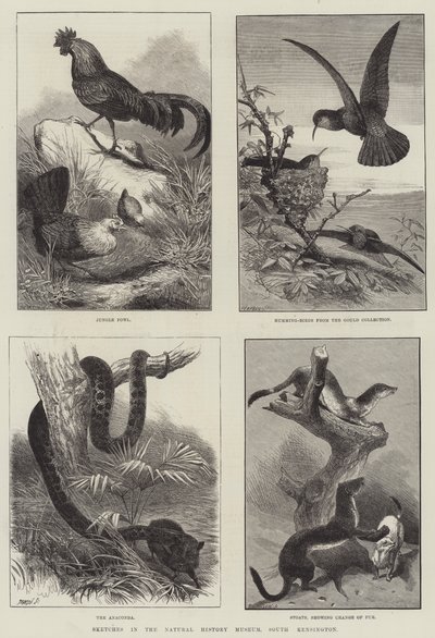 Skizzen im Naturhistorischen Museum, South Kensington (Gravur) von English School