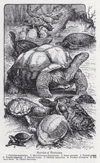 Arten von Schildkröten von English School