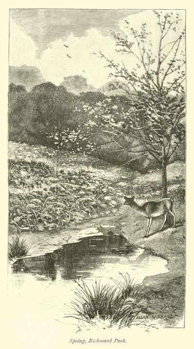 Frühling, Richmond Park von English School