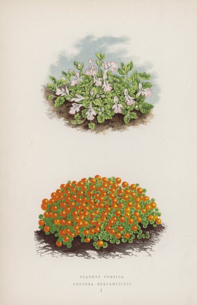 Stachys Corsica; Nertera Scapanioides von English School
