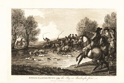 Hirschjäger und Hunde jagen ein Kälbchen im Epping Easter Hunt von English School