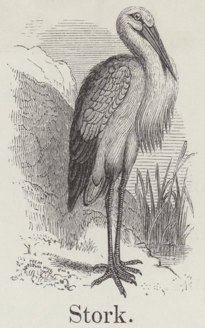Storch (Gravur) von English School
