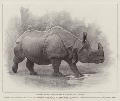 Studien aus dem Leben im Zoologischen Garten, das große indische Nashorn von English School