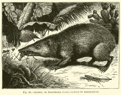 Tanrec oder Trandraka (Centetes ecaudatus) von Madagaskar von English School