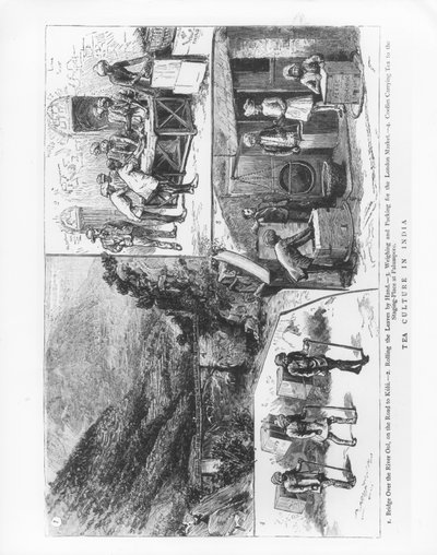 Teekultur in Indien, 1883 von English School
