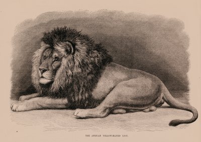 Der afrikanische Gelbmähnenlöwe von English School