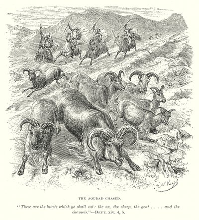 Die gejagte Aoudad von English School