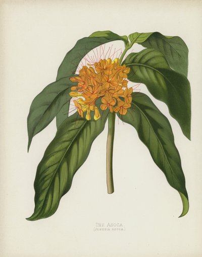 Die Asoca, Jonesia Asoca von English School