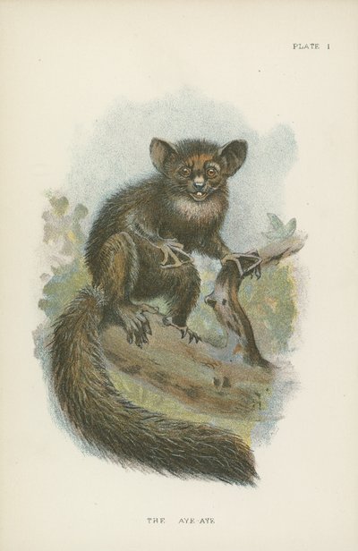 Der Aye-Aye von English School