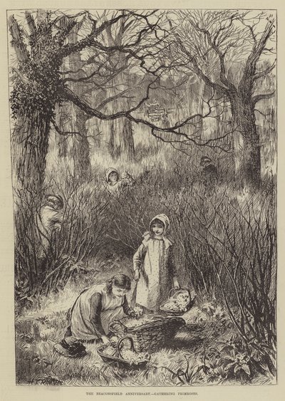 Das Beaconsfield-Jubiläum, Primeln sammeln (Stich) von English School
