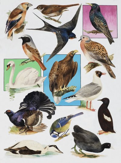 Die Vögel Britanniens von English School
