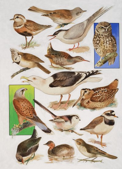 Die Vögel Britanniens von English School