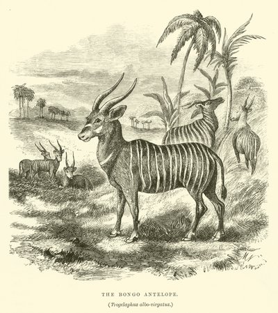 Der Bongo-Antilope, Trogelaphus albo-virgatus (Gravur) von English School