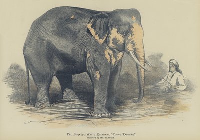 Der burmesische weiße Elefant, "Toung Taloung", importiert von Herrn Barnum (Farblithografie) von English School