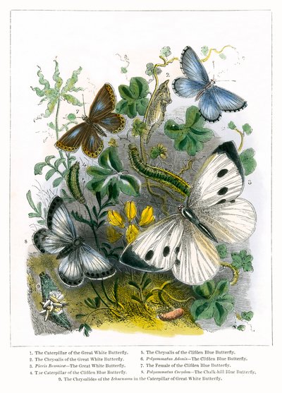 Das Schmetterlingsvivarium (farbige Gravur) von English School