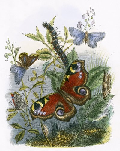 Das Schmetterlingsvivarium von English School
