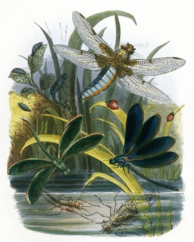Das Schmetterlingsvivarium von English School