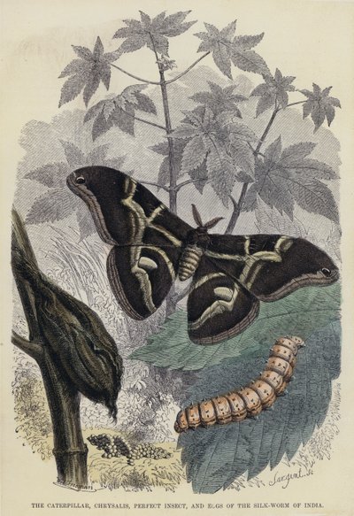 Die Raupe, Puppe, Vollkommene Insekt und Eier des Seidenwurms von Indien (kolorierte Gravur) von English School