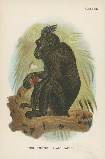 Der Celebes-Schwarzpavian von English School