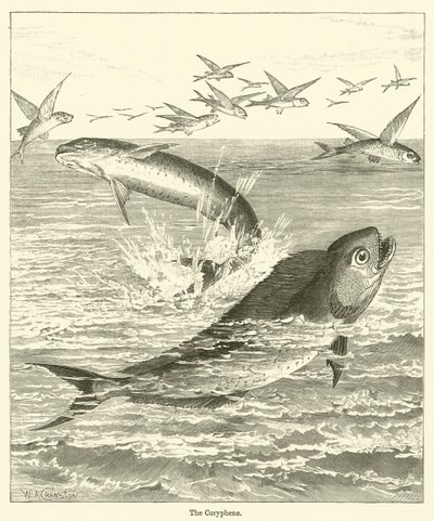 Die Coryphene von English School